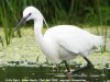 Little Egret at Vange Marsh (RSPB) (Steve Arlow) (40600 bytes) Little Egret at Vange Marsh (RSPB) (Steve Arlow) (40600 bytes)